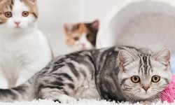 PetcareArticles_Hairballs_Banner_650x300.jpg