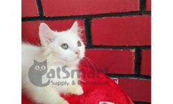 CatSmart-Provides-Munchkin-Kitten-for-Sale-in-Singapore.jpg